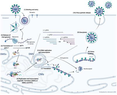 Classification, replication, and transcription of Nidovirales